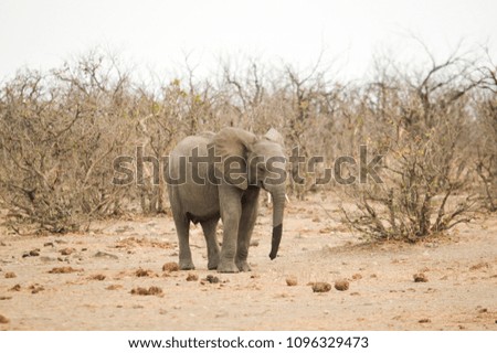 Baby Elephant in Kruger National Park, SA