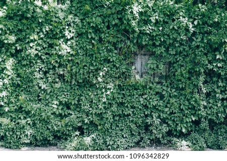 wall of leaves, green background