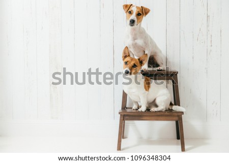 Horizontal shot of two jack russell terrier dogs sit on chair, listen to host together attentively, isolated over white wooden wall with blank space. Animals concept