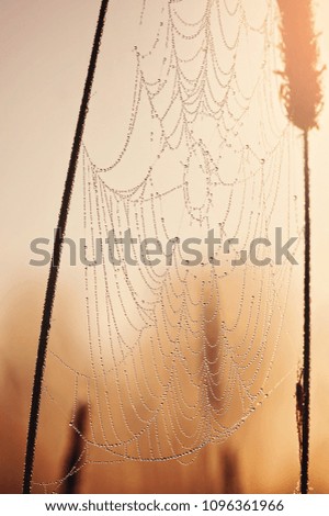 closeup drops of dew on the spiderweb at sunset (sunrise). picture with soft focus