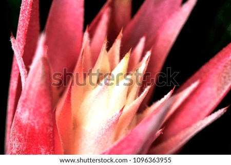 properly lighted beautiful close up flower and plant pictures .