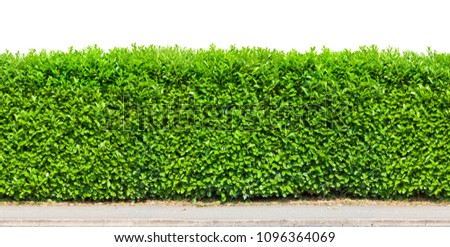 Tall hedge with gravel road isolated