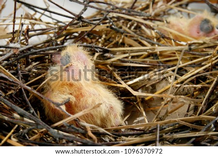 Baby pigeon in his nest, 4 days. Little yellow dove nestling with closed eyes. Small cute chick pigeon.