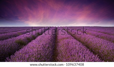 Beautiful image of lavender field Summer sunset landscape Royalty-Free Stock Photo #109637408