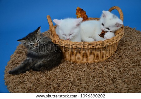 Sleepy Kittens with basket