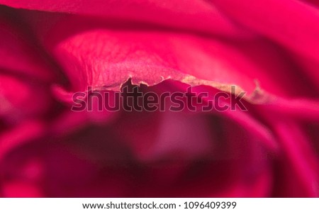 Closeup image of a rose petal