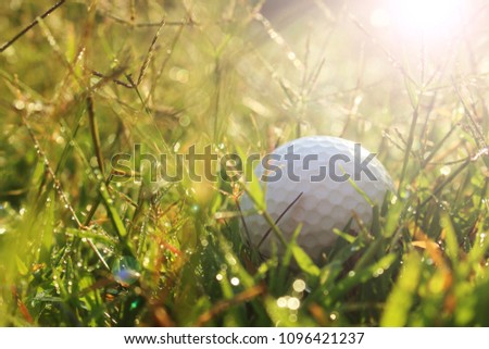 The white golf ball is positioned in a high green grass, one of the obstacles to golf.