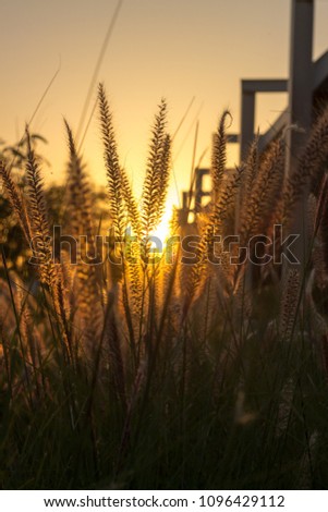 Beautiful close up silhouette of grass flower on sunset background.
