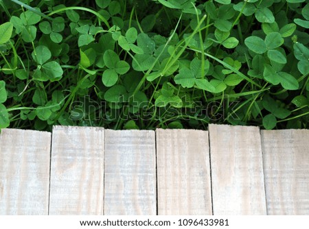 green clover grass and wooden planks