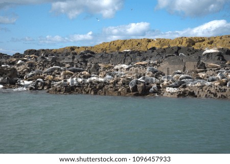 A group of seals on some rocks