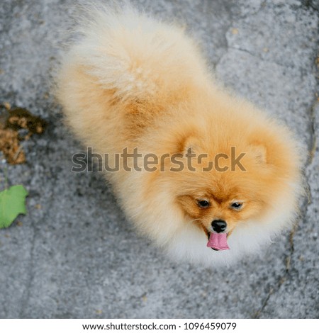 Adult Orange Pomeranian Spitz on a gray background