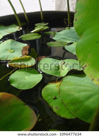 Lotus leaf in the basin
