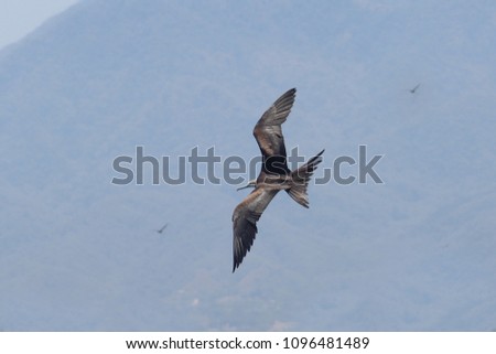 Bird earwig or frigate flying in sky