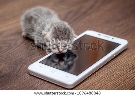 Little kitty sits at cell phone. Kitten is displayed on  phone screen. Introduction to  world of  latest technologies