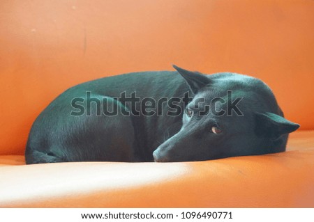 a dog sleep on furniture orange color background