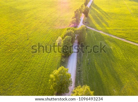 Drone Photo of the Road Between Trees in Colorful Early Spring in Countryside Village  - Surrounded with Dandelion Field