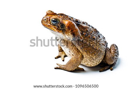 Toad aga. Giant neotropical toad. Rhinella marina.
Toad aga on white background, amphibians closeup isolated. Royalty-Free Stock Photo #1096506500