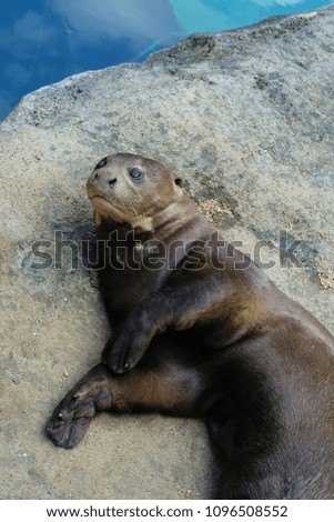 Asian small-clawed otter resting on the ground in Singapore zoo