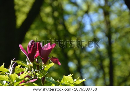 beautiful blooming purple magnolia tulip tree in the garden in spring with natural background - magnolia flower (Germany)