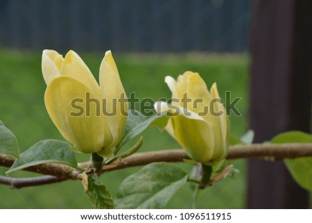 beautiful blooming yellow magnolia tulip tree in the garden in spring with natural background - magnolia flower (Germany)