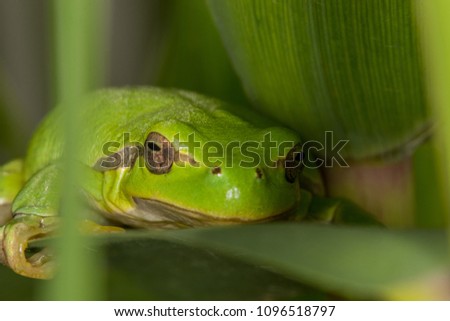 Front close up of a dumping frog on leaf
