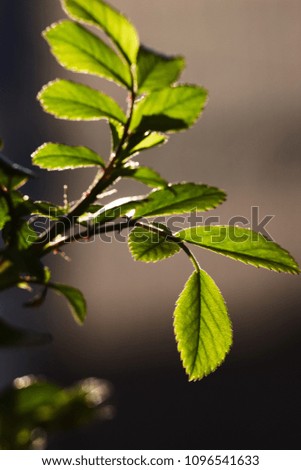 Green leaves of a young rose in the backlight of a spring sun. Greenery in backlight