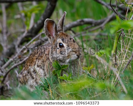 Wild Rabbit in Spring
