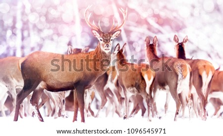 Wild deer in the winter forest. Fabulous magical winter artistic image. Christmas picture.