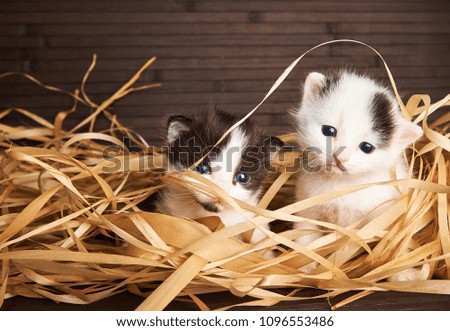 kittens in the hay