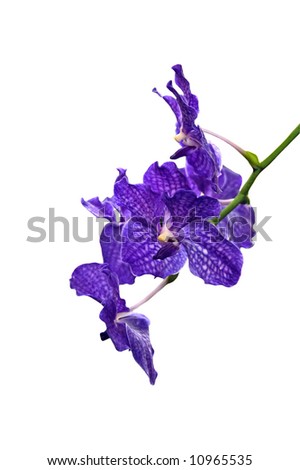 A isolated picture of a blue orchid on a white background