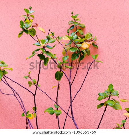 Plant on pink. Green. Minimal fashion design