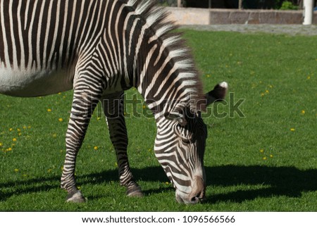 Zebra is grazing on green grass on a clear, sunny day. Portrait of a wild animal in the zoo.