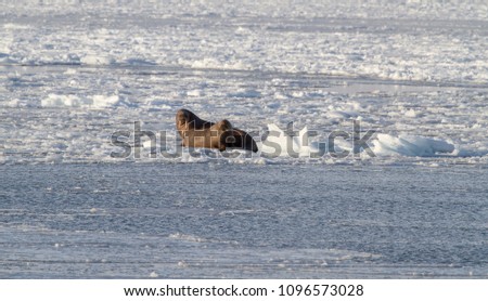 Walruses (herd) sitting on ice on a frozen sea - Svalbard