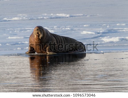 Svalbard Walrus on the ice (winter)
