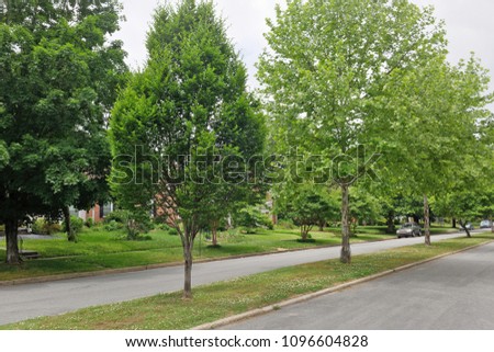 Urban neighborhood median strip with trees. Royalty-Free Stock Photo #1096604828
