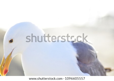 San Diego, California:  Seagull