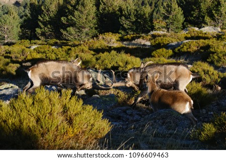 Rutting of the mountain goat (Capra pyrenaica victoriae). Pictures taken in Sierra de Guadarrama, in Madrid, Spain.
