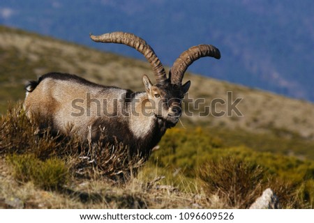 Rutting of the mountain goat (Capra pyrenaica victoriae). Pictures taken in Sierra de Guadarrama, in Madrid, Spain.