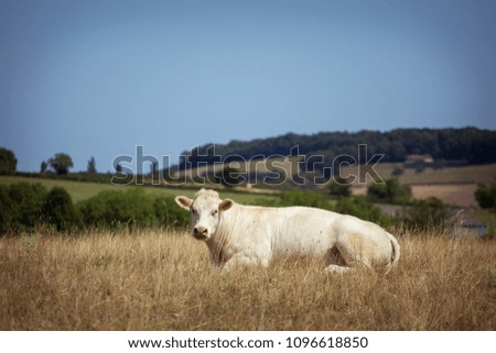 Theme is agriculture and the divorce of cattle. One white cow lies resting on the field in the background of the hills outside the city in a summer village in the Burgundy region in France.