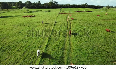 Drone aerial photo of horse cow and bull paddock in rural agriculture farm land with healthy animals green grass bright blue sky at sunset golden hour