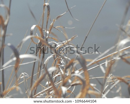 Reed, dry grass on the shore of a lake or river. A close up view of coastal plants.