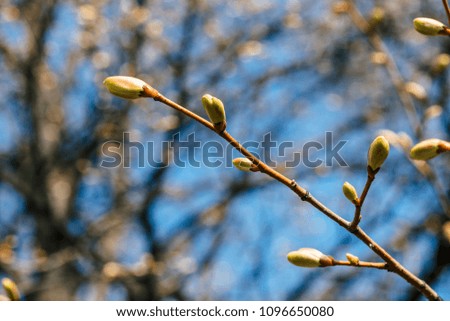 Beautiful linden branches with flowering buds close-up in spring time. Picturesque macro photography of branches of tree in sunny spring day. Colorful background image of buds of leaves of linden.