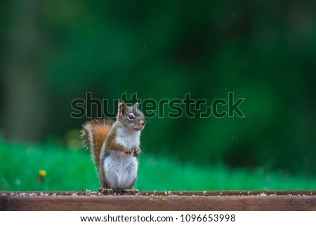 Cute red squirrel 