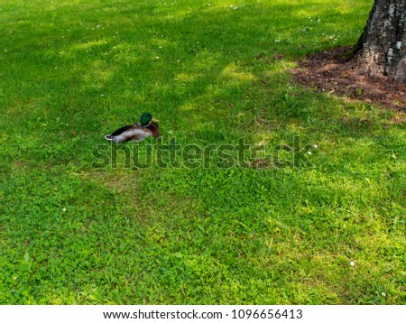 Ducks in the nature