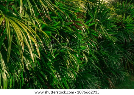 Leaves in tropical rainforest