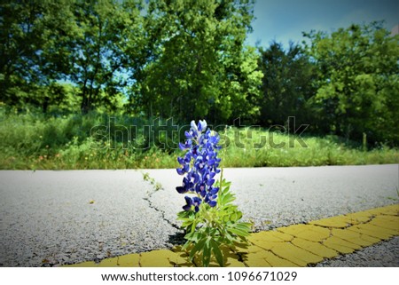 Texas Bluebonnets in the wild