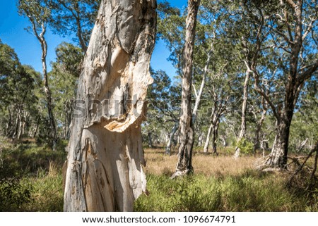 Texture of a tree trunk closeup beauty nature concept environment