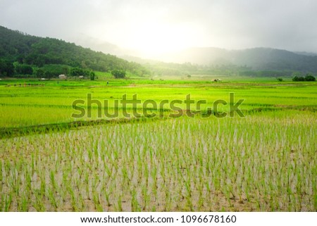In the rainy season in northern Thailand, rice fields is filled with lush plants and Mountains in the background., Chiang Rai, Northern Thailand