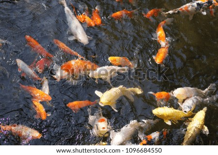 More fish to eat. many colors koi background texture many koi