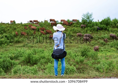 Woman take a photo of cow in green nature. A woman tourist taking a photo of a brown cow with mountain and nature background.